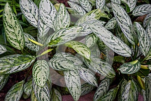 Aglaonema silver queen, green foliage closeup, abstract background with large leaves