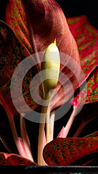 Aglaonema sp. Low light view red leaves.