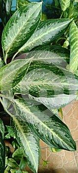 Aglaonema Sri Rejeki