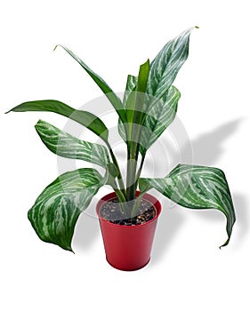 Aglaonema Stripes, is a genus of flowering plants