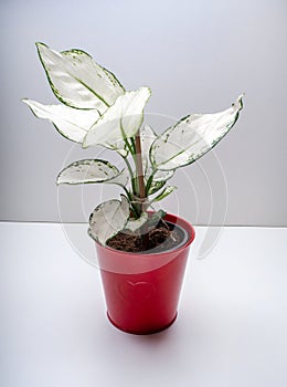 Aglaonema Super White is a genus of flowering plants