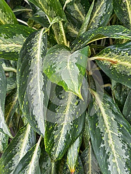 Aglaonema White Rain tree plant