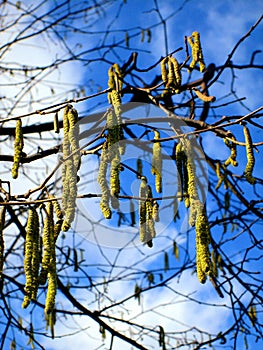 Aglet on tree and blue sky photo