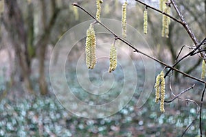 Aglets hanging on the birch twigs. Catkin closeup. Amentum or cat-tail, catkin is a spiciform inflorescence that can
