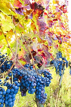 aglianicodel vulture grapes