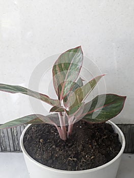 Aglonema flower which is named red lipstic. aglonema in pot