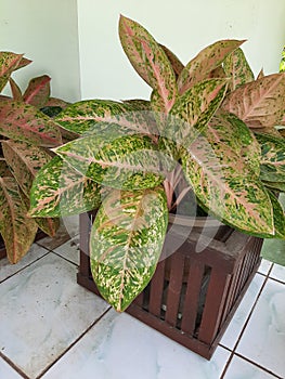 Aglonema flowers that look beatutiful and lush as decoration at home