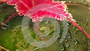 An Aglonema leaf water drops