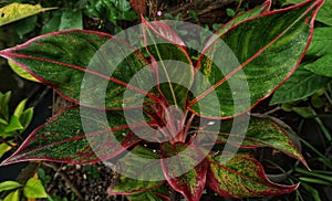 Aglonema leaves with a beautiful complexion