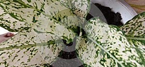 Aglonema-like plants, namely white and green taro, are very beautiful to grow in pots