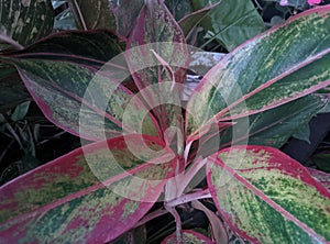 Aglonema Lipstick Flowers