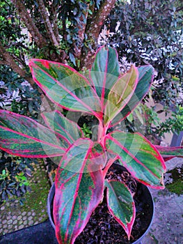 Aglonema lipstick plant This ornamental plant is called a lipstick because the edge of the leaves is red like lipstick in general