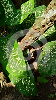 aglonema plants exposed to sunlight