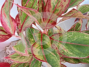 Aglonema Siam Aurora is an ornamental plant with beautiful leaves. Its charm and exotic beauty lie in its leaves