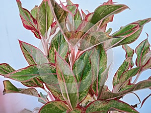 Aglonema Siam Aurora is an ornamental plant with beautiful leaves. Its charm and exotic beauty lie in its leaves.