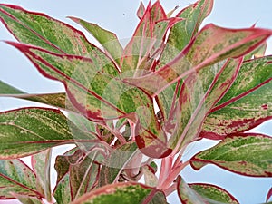 Aglonema Siam Aurora is an ornamental plant with beautiful leaves. Its charm and exotic beauty lie in its leaves.