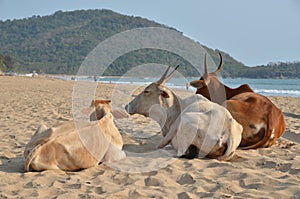 Agonda beach of South Goa, India