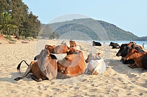 Agonda beach of South Goa, India