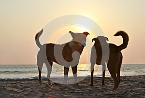 Agonda beach of South Goa, India