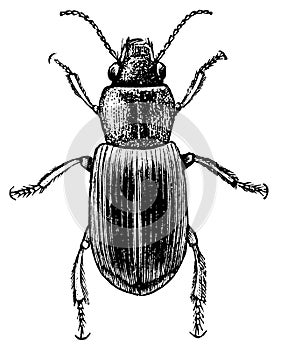 Agonoderus I Antique Animal Illustrations