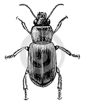 Agonoderus, vintage illustration