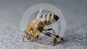 Agony of dying honey bee, poisoned pollinator, consequence of pesticides and insecticides