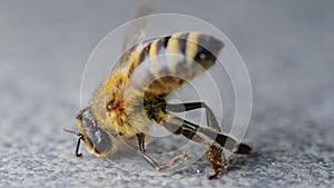 Agony of dying honey bee, poisoned pollinator, consequence of pesticides and insecticides