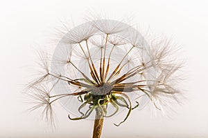 Agoseris aurantiaca - Orange Agoseris - Close-up Seedpod