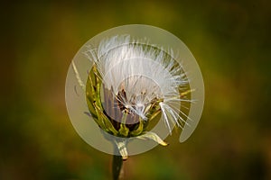 Agoseris Early Seedpod