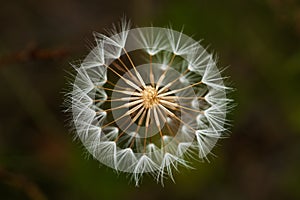 Agoseris Seedpod from Above