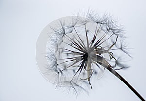 Agoseris Seedpod Silhouette