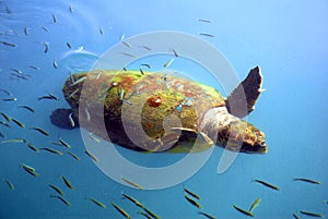 Agostoli Turtle