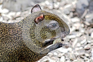 Agouti