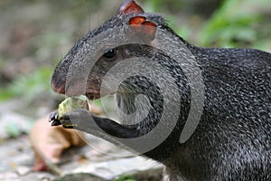 Agouti photo