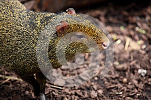 Agouti