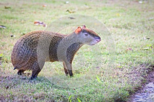 O roedor sobre el césped verde. roedores de caribe 