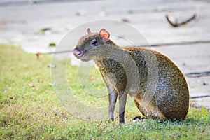 Agouti agoutis or Sereque rodent sitting on the grass. Rodents of the Caribbean. Copy space