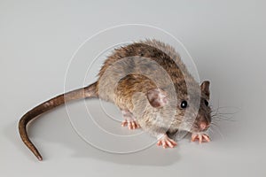 Agouti-colored rat. Rodent isolated on a gray background. Animal portrait for cutting