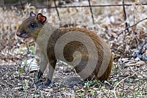 Agouti Costa Rica Rodent Tropics