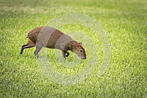 Agouti