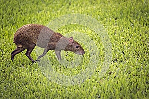 Agouti