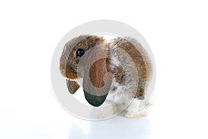 Agouti rabbit. Baby bunny lop on isolated white studio background. Lop eared brown agoutu colored rabbit. Pet photos.