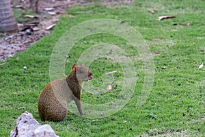 Agouti rodent outdoors