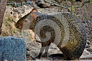 Agouti sitting in front of a bush and looking