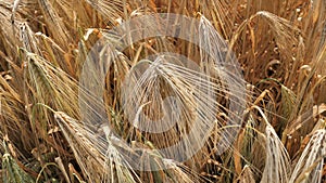 Agrarian Farmer holds a spikelet of golden color of ripe,Organic Natural winter Wheat processed into flour,and feed for