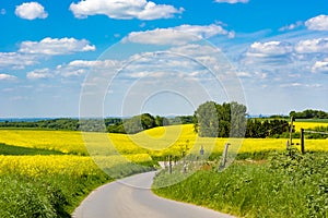 Agrarian fields, curved path, rural landscape, spring season, flowering yellow canola, blue sky