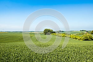 Agrarian fields in spring