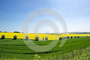 Agrarian fields in spring