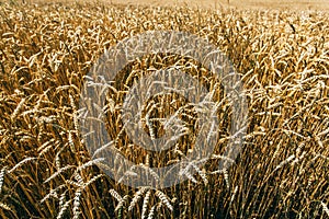 Agrarian industry. Field of ripe wheat. Harvest time