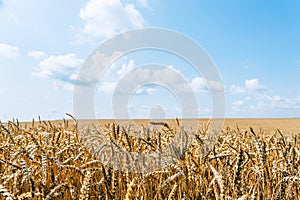 Agrarian industry. Field of ripe wheat. Harvest time